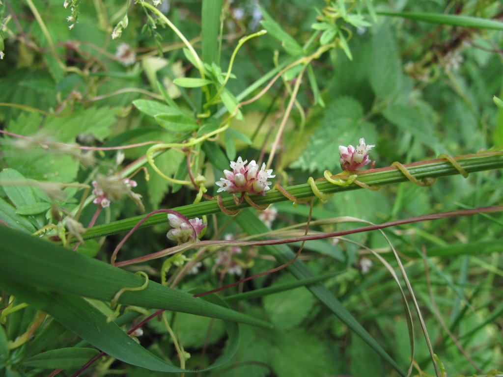 Cuscuta europaea